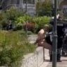 25χρονος κυκλοφορούσε ολόγυμνος στο κέντρο της πόλης (Video)