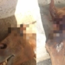 Σοκ: Σκότωσαν άλογο με σφαίρα στο κεφάλι (φώτο)
